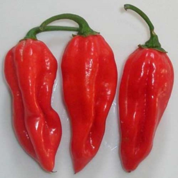 Habanero_Cayman_Chili_Samen_1.jpg