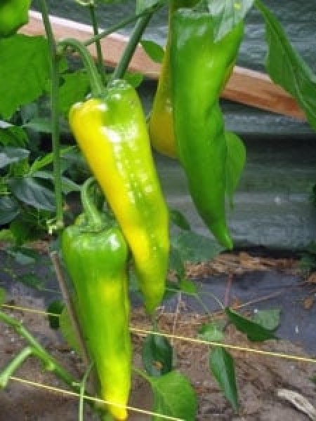 Golden Treasure Chili Samen B-Ware