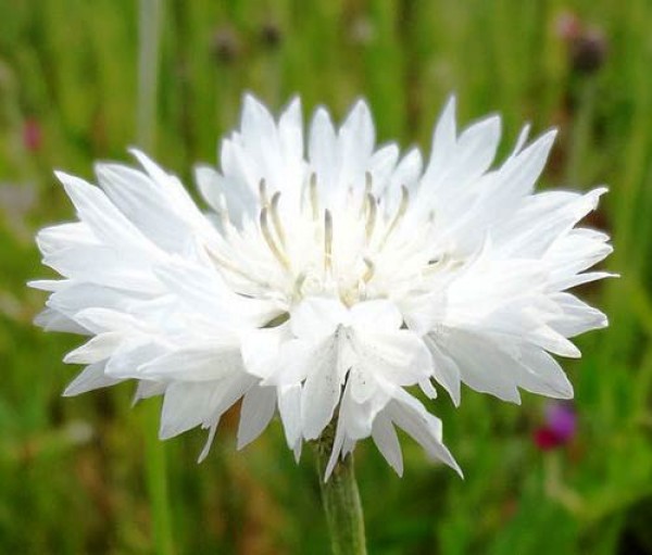 Kornblume_Centaurea_White_Samen_1.jpg