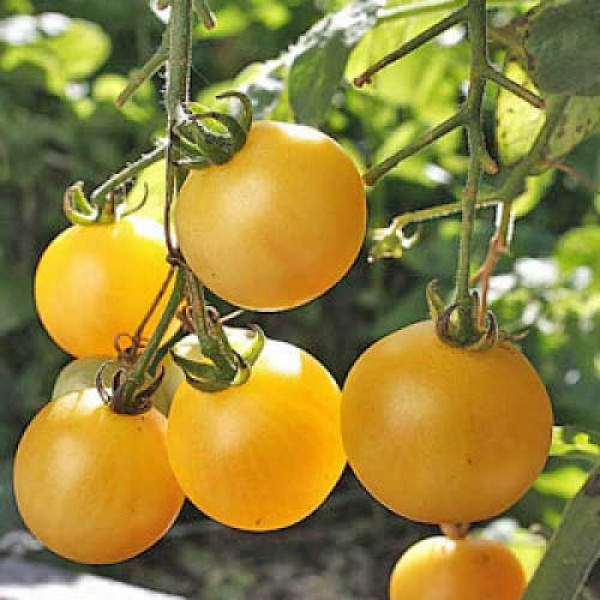 Cerise_Jaune_Tomaten_Samen_1.jpg