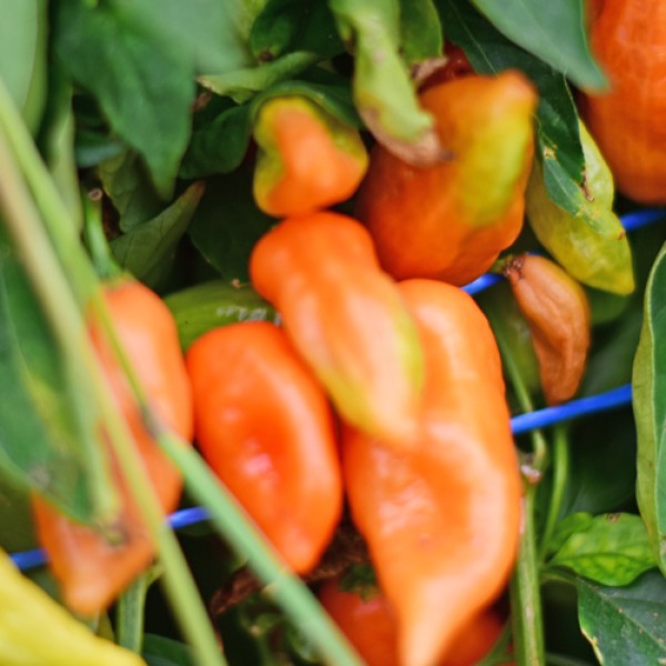 Bio Habanada Chili Samen 1000 Stk.