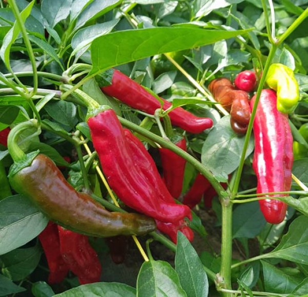 Golden Greek Peperoncini Chili Samen
