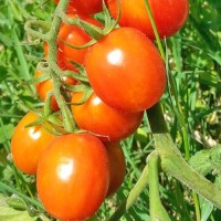 Mallorquin_Tomaten_Samen_1.jpg Mallorquin_Tomaten_Samen_1.jpg