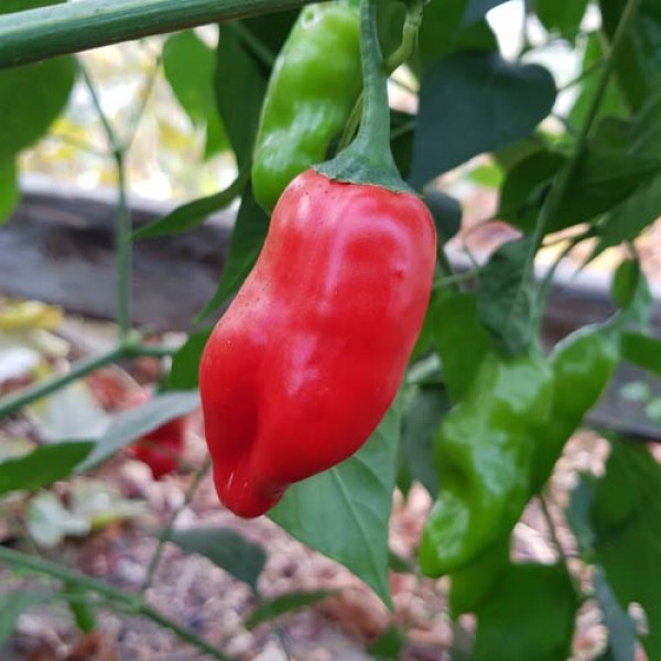 Aji_Angelo_Chili_Samen_1.jpg