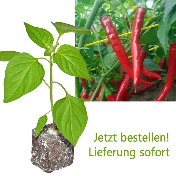 BIO Ring of Fire Chili-Pflanze