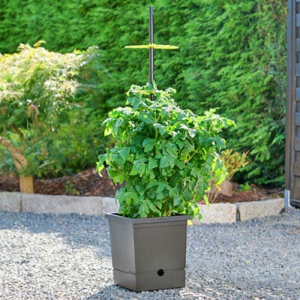 Chili & Tomatentopf mit Rankhilfe und Wasserreservoir online