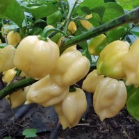 7 Pot White Chili Samen 7 Pot White Chili Samen