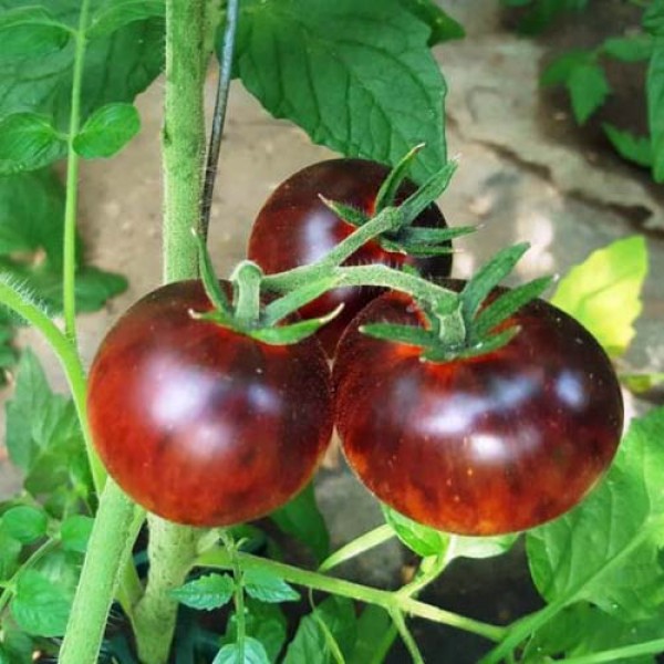 Koenigin_der_Nacht_Tomaten_Samen_1.jpg