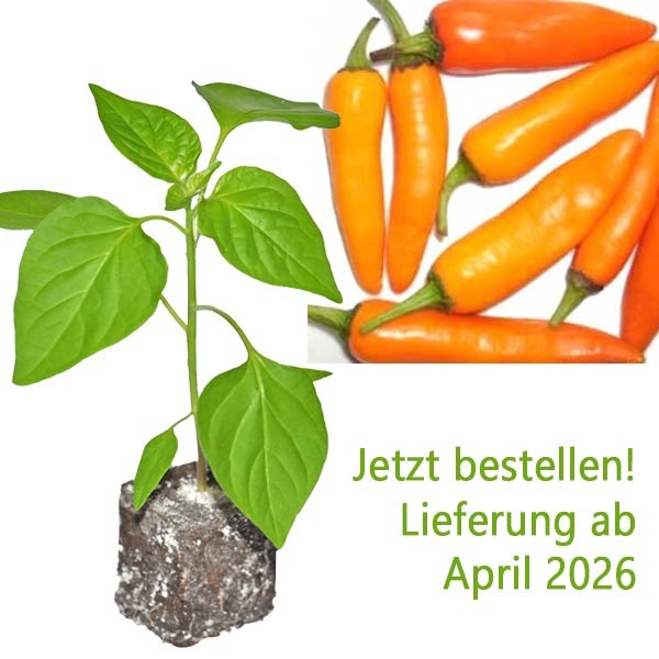 BIO_Lombok_Orange-Chili-Pflanze_01.jpg