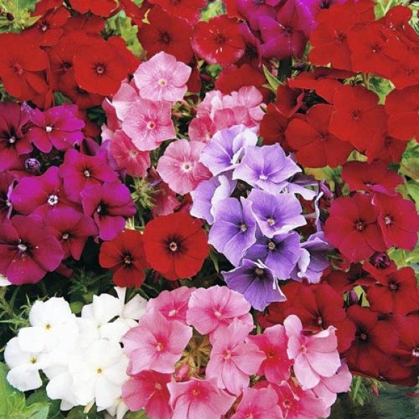 Flammenblume_Phlox_Beauty_Mix_Samen_1.jpg