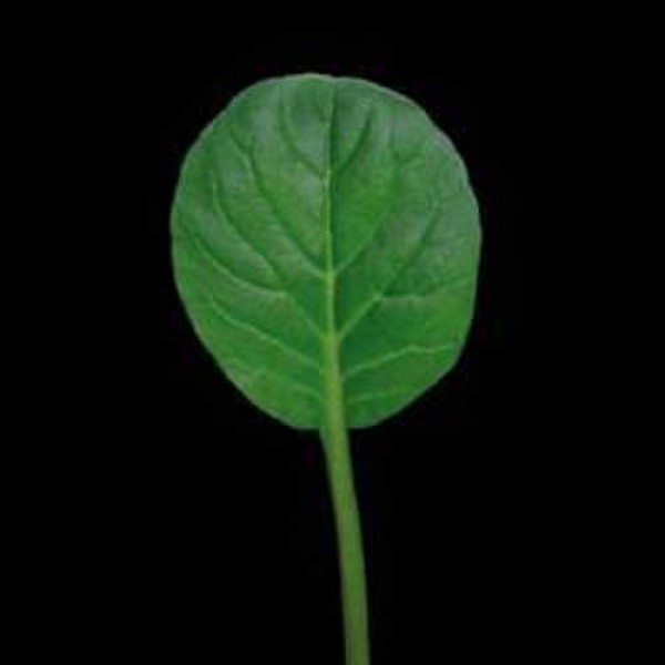 Pak_Choi_Green_Samen_1.jpg