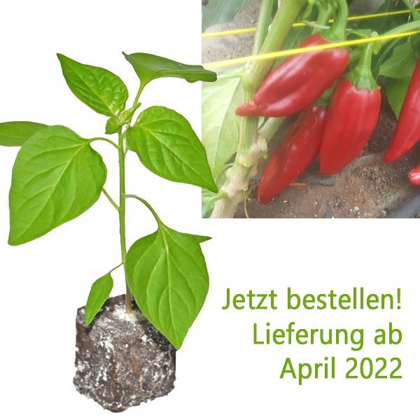 BIO_Anaheim_Chili-Pflanze_01.jpg