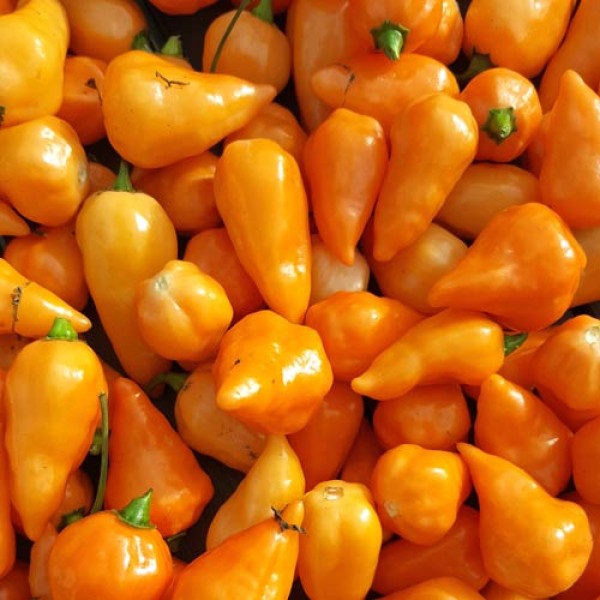 Orange Lantern Chili Samen online bestellen