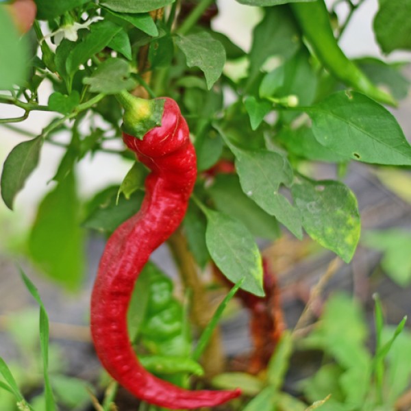 Bio Cow Horn Chili Samen