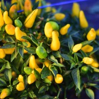 Bio_Feuerkuesschen_Yellow_Chili_Samen_04.jpg Bio_Feuerkuesschen_Yellow_Chili_Samen_04.jpg