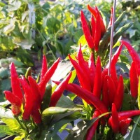 Takanotsume_Chili_Samen_1.jpg Takanotsume_Chili_Samen_1.jpg