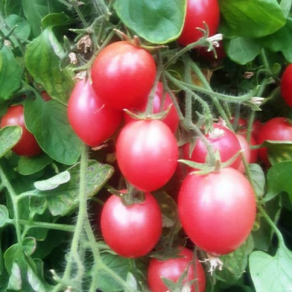 Drei_Kaesehoch_Tomaten_Samen_1.jpg