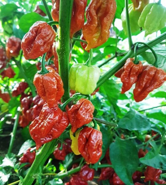 Bio Trinidad Scorpion Moruga Caramel Chili Samen