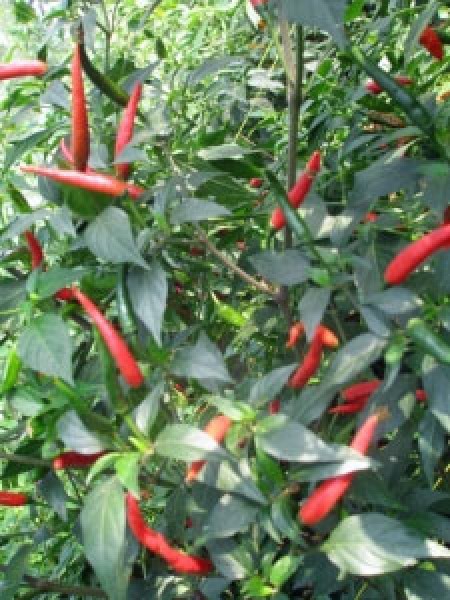 Demon Red Chili Samen