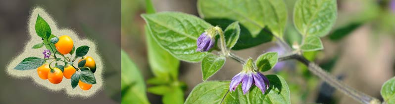 Capsicum pubescens