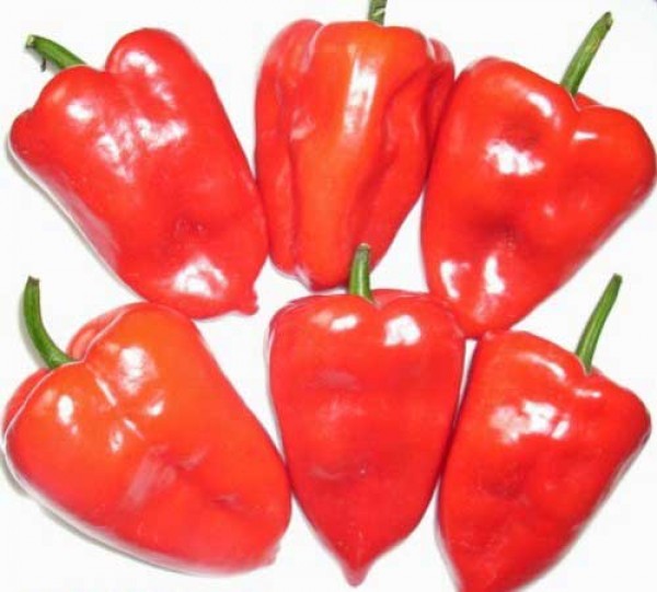 Bio Ancho Poblano Chili Samen