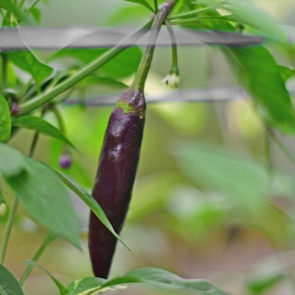 Cacho Negro Chili Samen