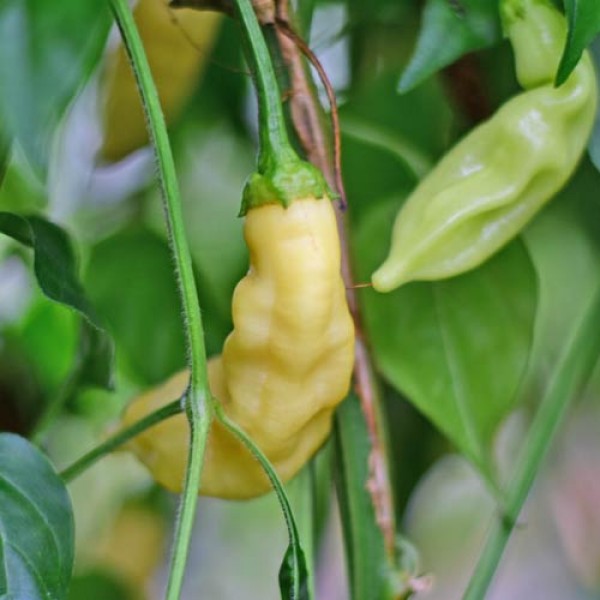 Blondy Chili Samen