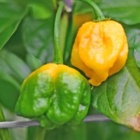 Bio_Carolina_Reaper_Yellow_Chili_Samen_01.jpg Bio_Carolina_Reaper_Yellow_Chili_Samen_01.jpg