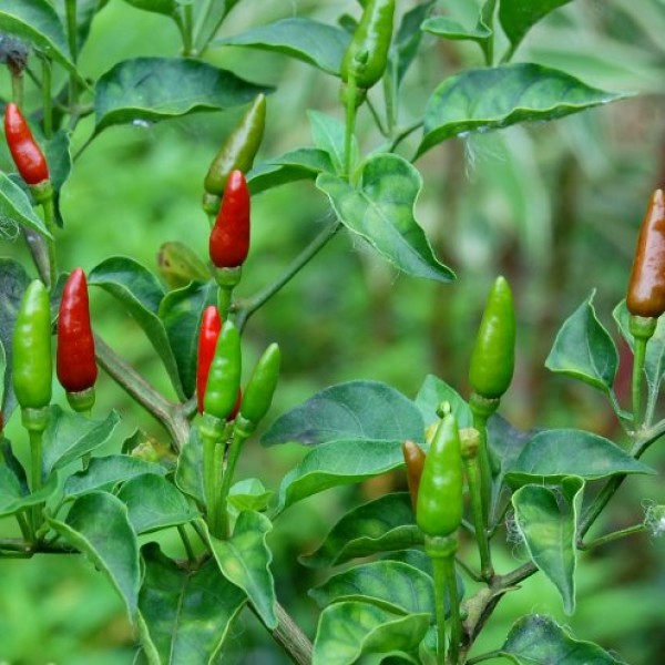 Bird_Pepper_wild_Chili_Samen_1.jpg