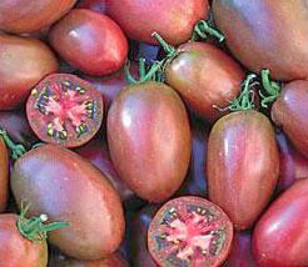 Purple Russian Plum Tomaten Samen