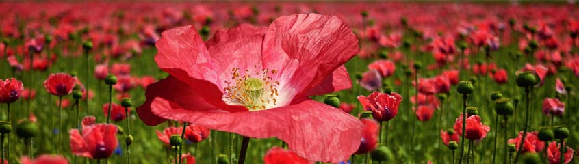 Mohn5da42331166c5