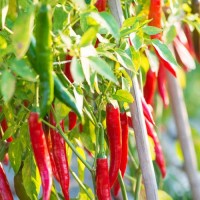 aloe shop online Aloe Vera – Fillgood