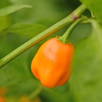 Habanero_Apple_Orange_Chili_Samen_01.jpg Habanero_Apple_Orange_Chili_Samen_01.jpg