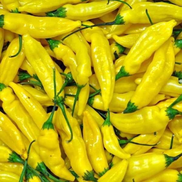 BIO Lemon Drop Chilis frisch 1kg