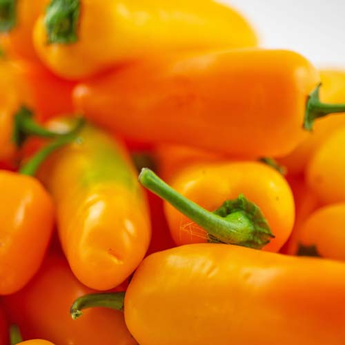 Frische BIO Jalapeno Gelb Chilis online kaufen bei