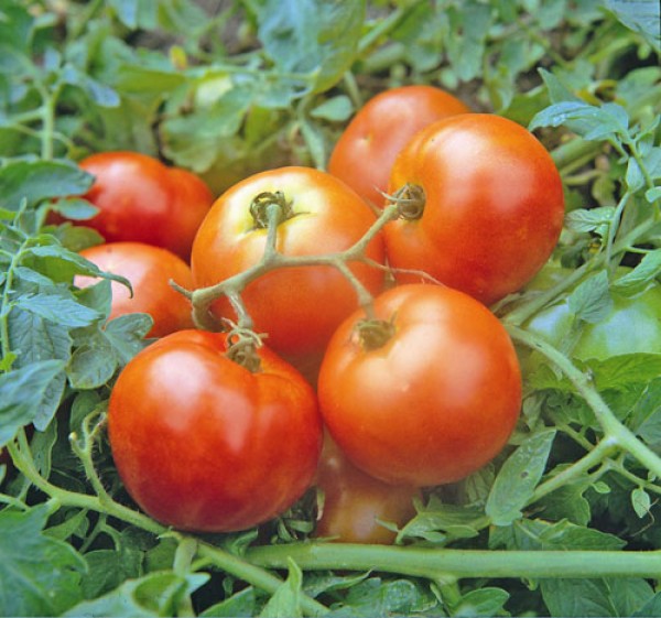 First in Field Tomaten Samen