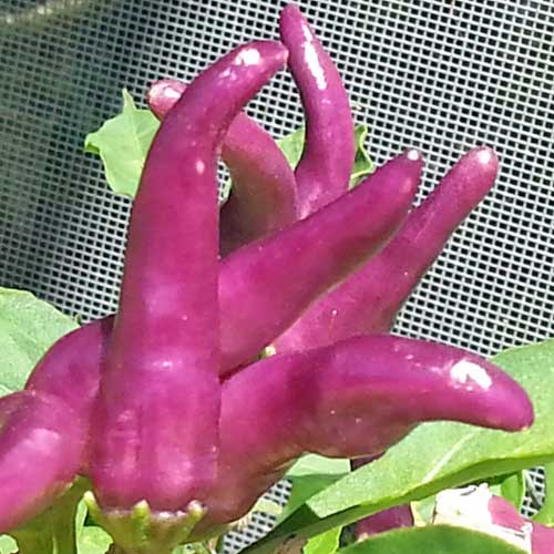 www.chili-shop24.de
