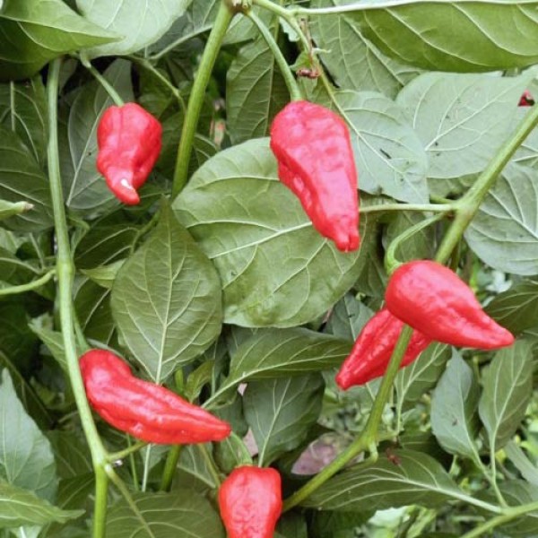 Bio Naga Morich Spain Strain Chili Samen