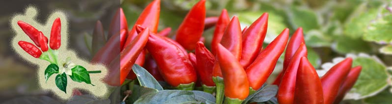 Capsicum frutescens 