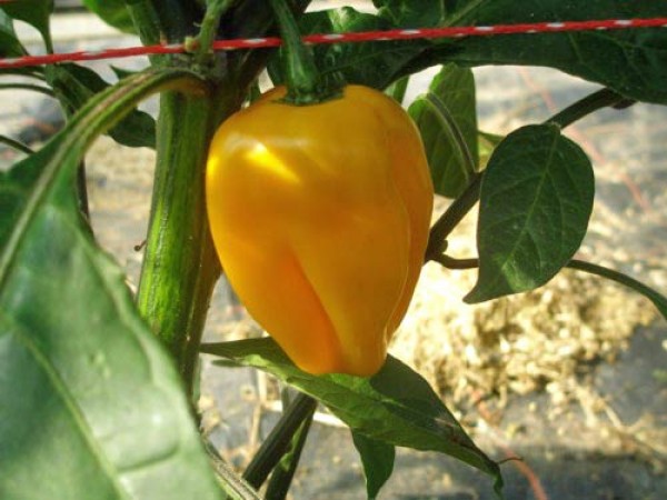 Habanereo_Bido_Tacana_Yellow_Chili_Samen_1.jpg