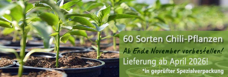 Chili-Pflanzen Chili-Pflanzen