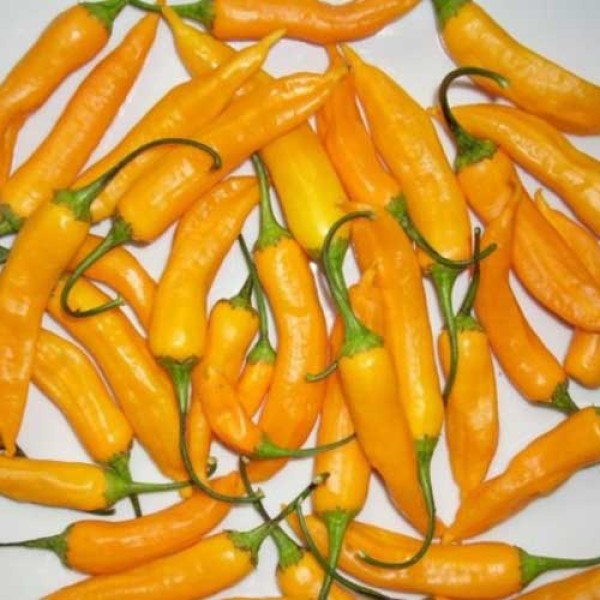 Bio Aji Golden Chili Samen