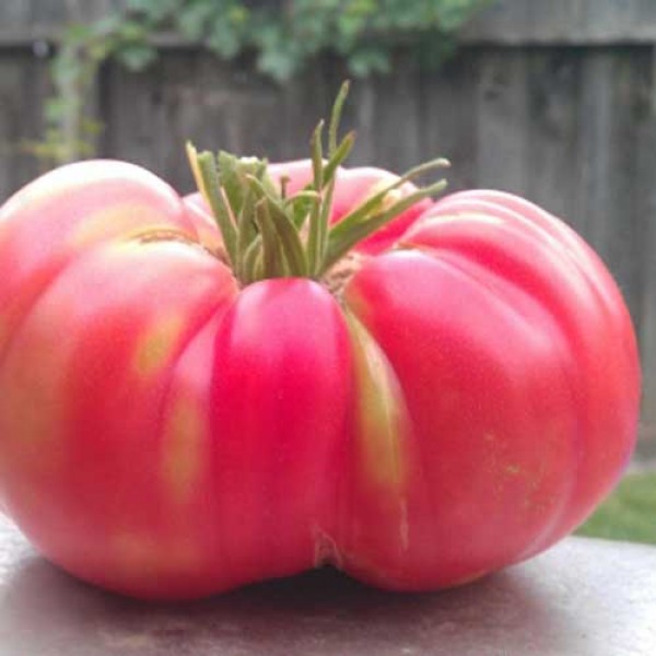 Tres_Cantos_Giganti_Tomaten_Samen_1.jpg