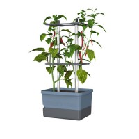Charly Chili Pflanztopf fr Chilipflanzen - hellgrau - online bestellen auf  saatgut-biene.de