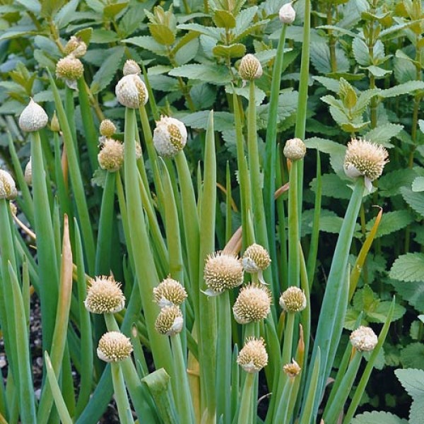 Winterzwiebel_Allium_Fistulosum_Samen_1.jpg