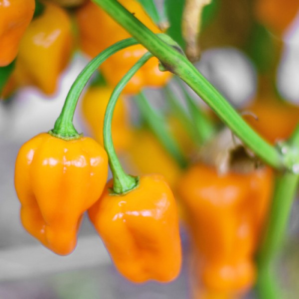 BIO Habanero Kiwigreen Chili Samen