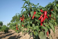 Wachsen_Chilis_in_Deutschland_1.jpg Wachsen_Chilis_in_Deutschland_1.jpg