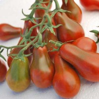 Chocolate_Pear_Tomaten_Samen_1.jpg Chocolate_Pear_Tomaten_Samen_1.jpg