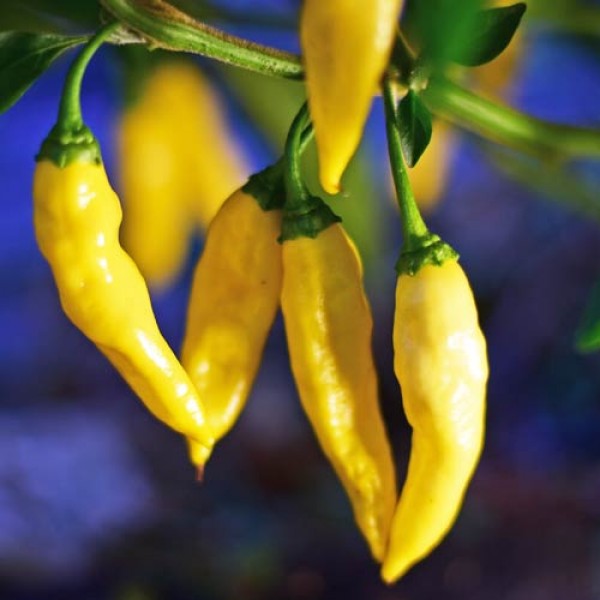 Bio Aji Mochero Chili Samen