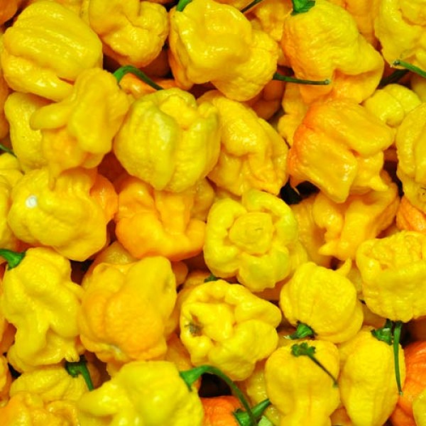 BIO Carolina Reaper Yellow frisch 500g